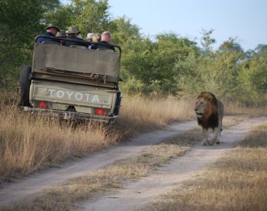 Safari
