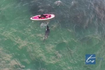 Kayaker swims with orca whale
