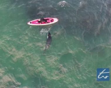 Kayaker swims with orca whale