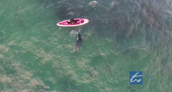 Kayaker swims with orca whale