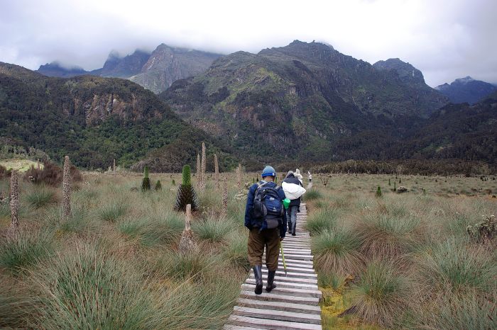 Trekking Rwenzori Mountains, Uganda