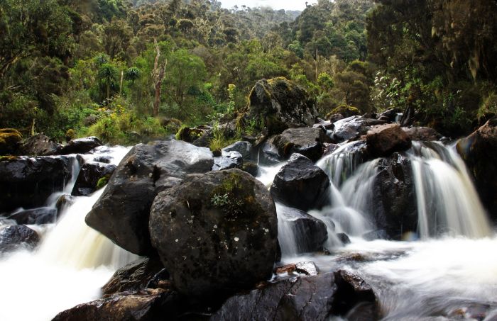 the Rwenzori Mountains, Uganda