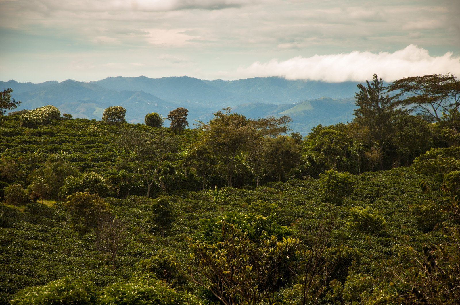 Costa Rican Coffee Plantations