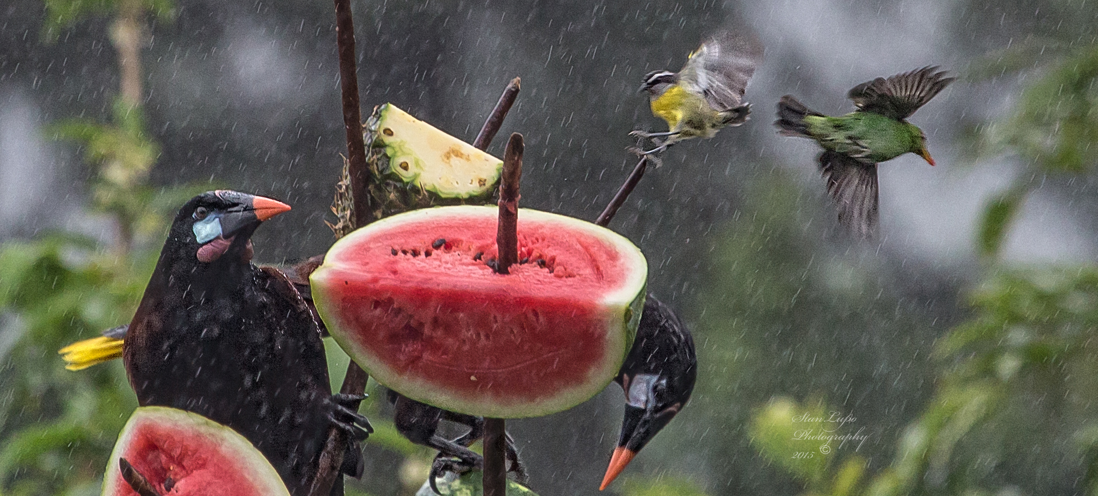 Tropical Birds