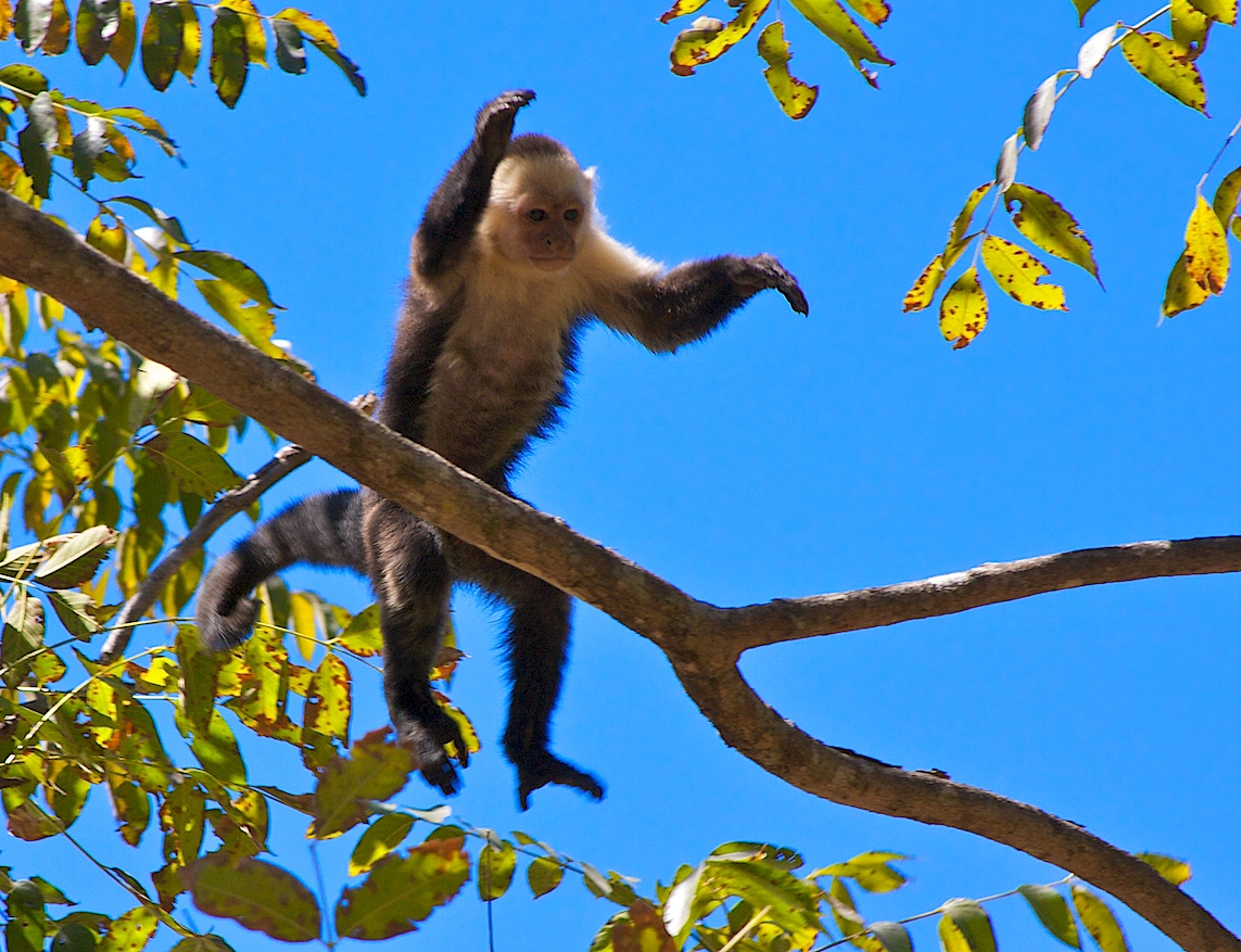 White faced monkey