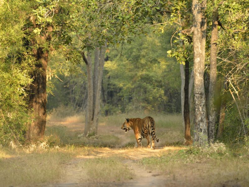 Tigers in India