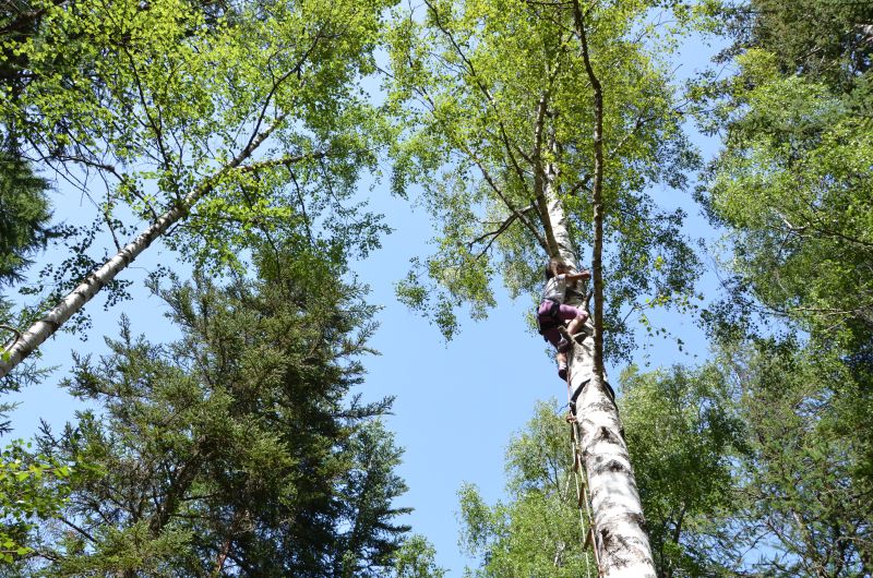 Tree climbing in the Southern French Alps