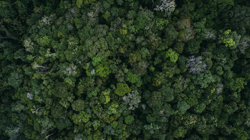 Amazon jungle in Brazil