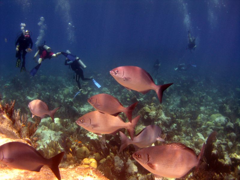 Scuba Diving Bermuda