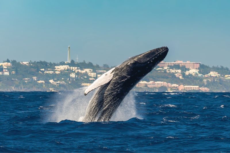 Whale watching in Bermuda