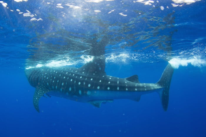 Swimming with sharks on St Helena