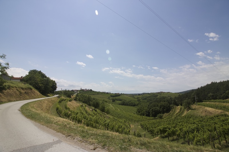 Vinyards on the Alpe Adria Trail