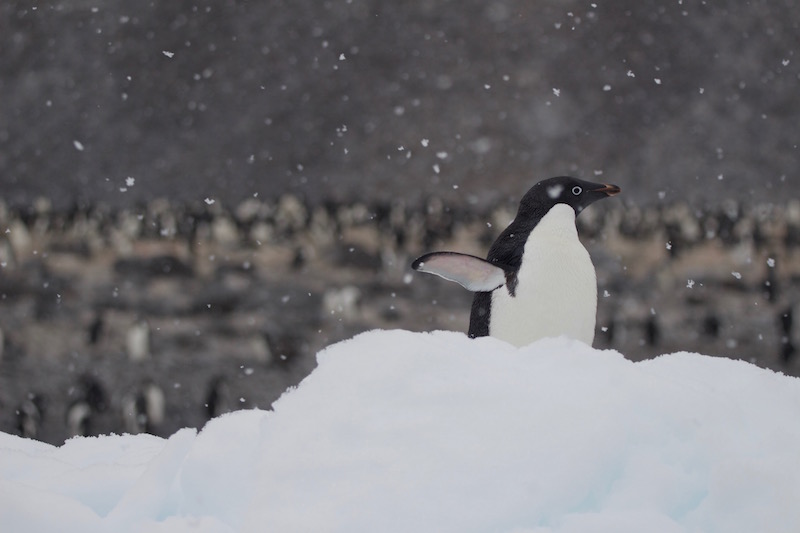 Penguin in Antarctica