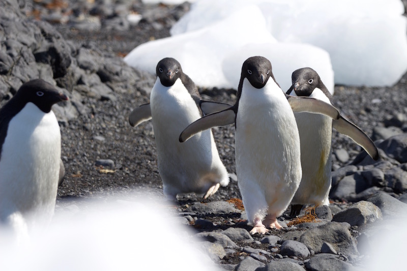 Penguins in Antarctica