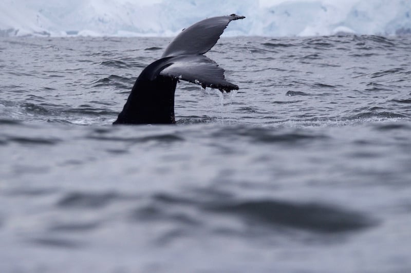 Whale watching in Antarctica