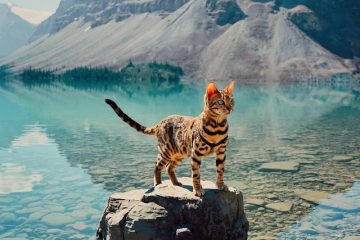 Sukii the adventure cat