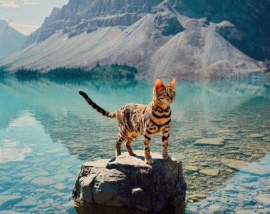 Sukii the adventure cat