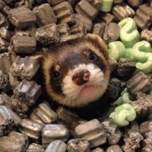 Bandit the ferret