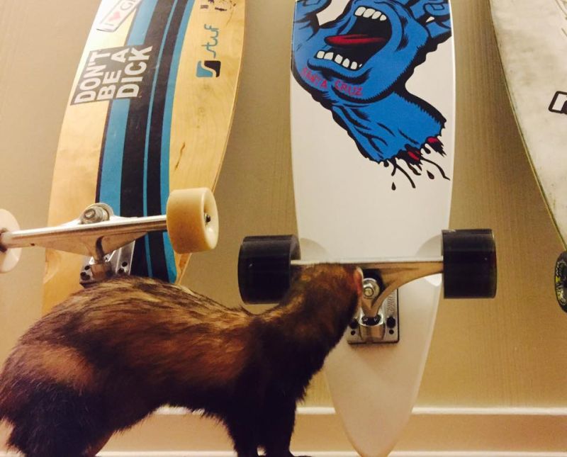 Charlie and Bandit longboard