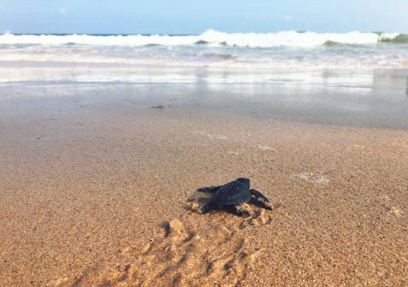 Baby turtle in Sri Lanka