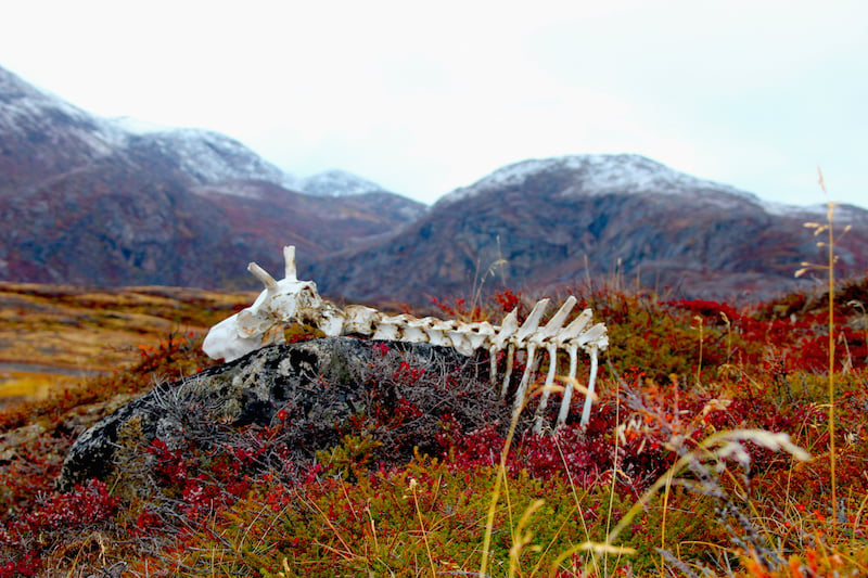 Hiking the Arctic Circle Trail