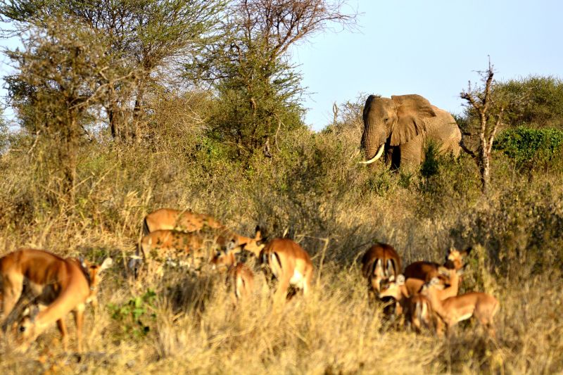 Serengeti National Park in Tanzania