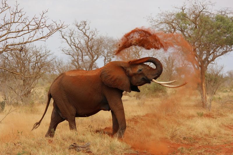 Elephant in Kenya, Safari