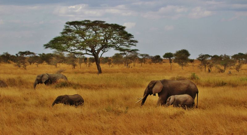 Elephants in Tanzania 