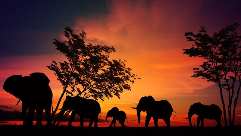 Elephants in Kenya, Africa