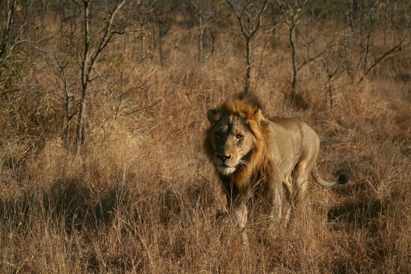 Male lion