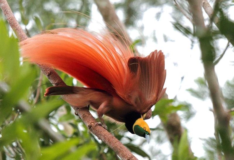 Raggiana bird of paradise