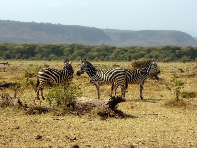 Lake Manyara National Park