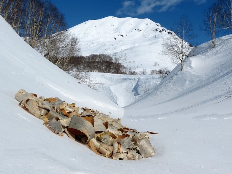 Birch bark