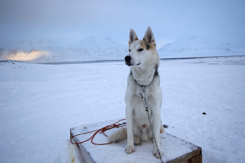 Husky in Svalbard