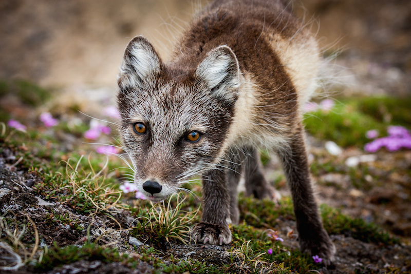 Arctic fox in Norway