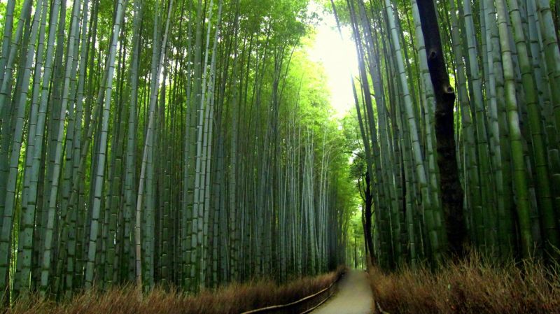 Bamboo forest Japan