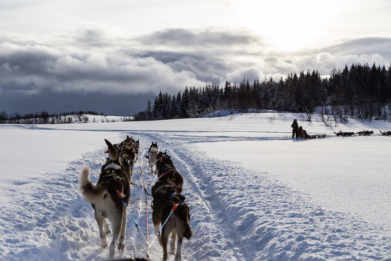 Dog sledding in Norway