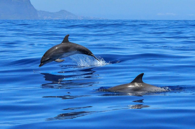 Dolphins swimming