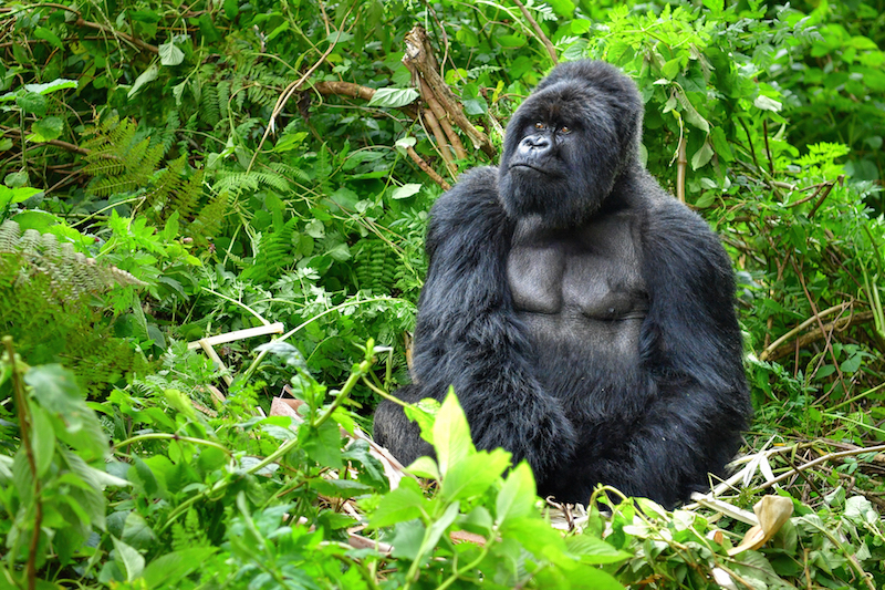 Gorilla safari in Uganda