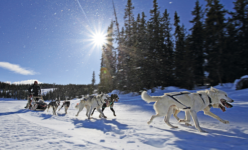 Norway dog sledding