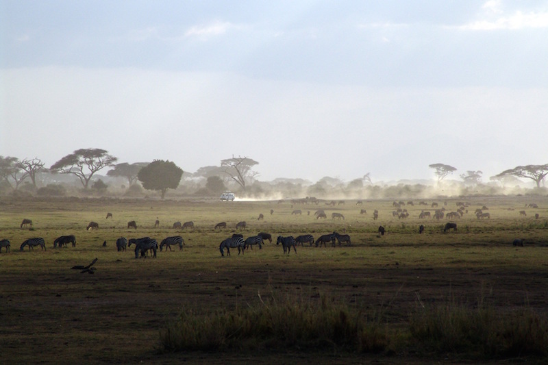 Safari in Kenya