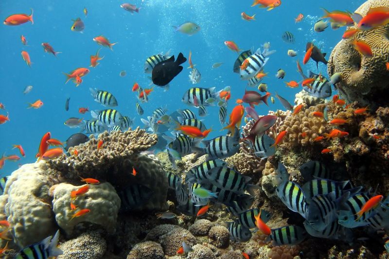 Snorkelling coral reef