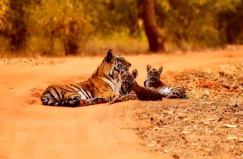 Tigers national park India