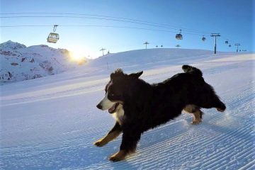 Adventurer Bernese dog morning ski