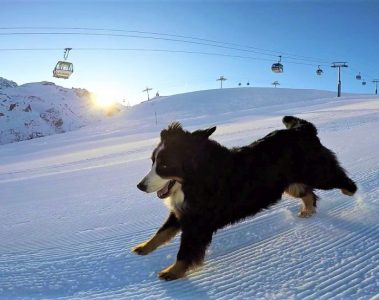 Adventurer Bernese dog morning ski