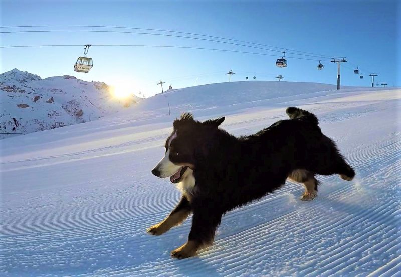 Adventurer Bernese dog morning ski