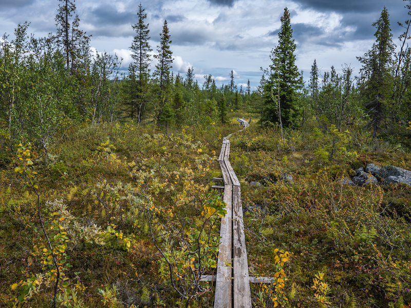 Boardwalks on the King's Trail