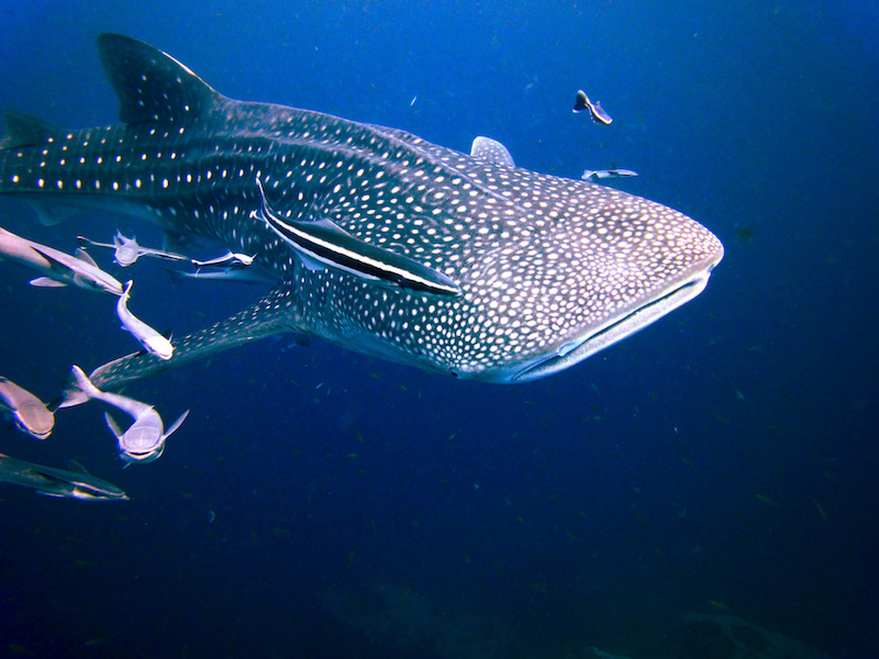 Diving Koh Tao in Thailand