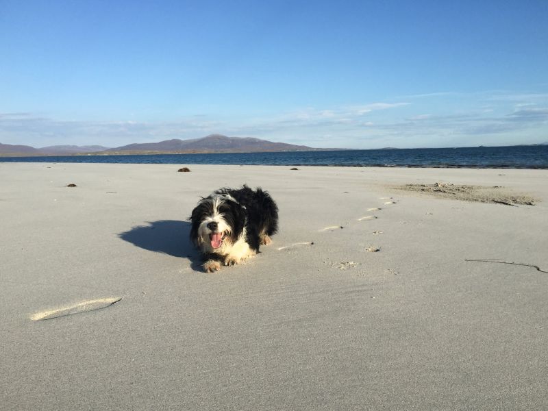 Dog on beach Outer Hebrides