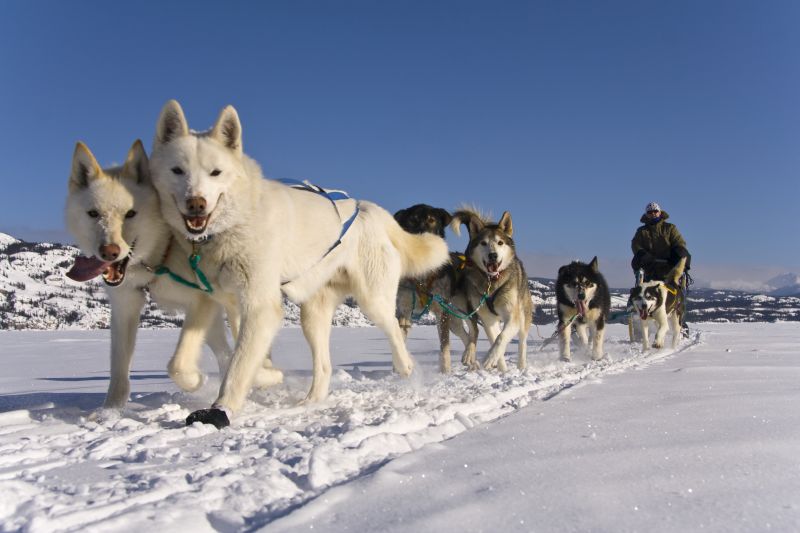 Dog sledding in Yukon Canada